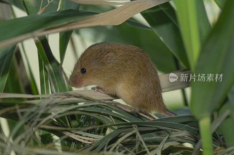 收获鼠(Micromys minutus)